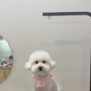 댕화살롱 이미지