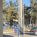 솔밭농장 | 강릉 카페 뷰바바 🌊 솔밭뷰+오션뷰 감성카페 딸기라떼 후기 🍓