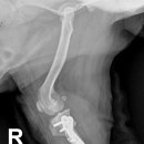 송정동물메디컬센터 이미지