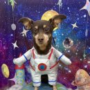 지구별댕댕이 이미지