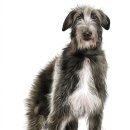 하운드펫 이미지