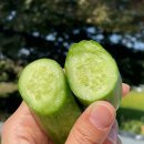 유럽샐러드 , 스낵오이 , 파프리카 수확해요~* 이미지
