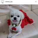 제주 강아지 위드미 이미지