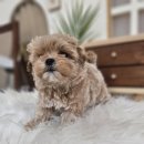 냥만스럽개 이미지