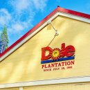 서야농장 | [하와이 여행] 가볼만한곳 파인애플 농장 &#39;돌 플랜테이션 (Dole Plantation)&#39; 아이스크림 후기
