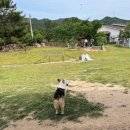 개놀자까페 이미지