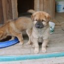 복실강아지 이미지