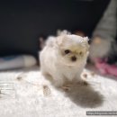 펫앤캣 이미지