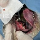 봉 동물병원 이미지