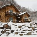 돌배나무 세그루 이미지