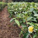 위미동백군락 | 겨울 제주여행 위미 동백나무 군락지 여행코스 추천 251218 동백 개화현황