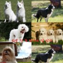 화이트켄넬(white-kennel) | 반려견 입양 전 고려해야 할 사항