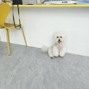 허그멍뭉이# 이미지