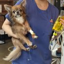 이호동물병원 | 소형견 슬개골탈구 강남 예은동물병원 초진 대기기간,슬개골 수술 후 당일퇴원 후기