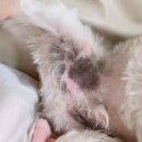 성남다온동물병원 이미지