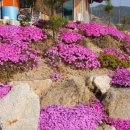 봄양계장 이미지