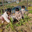 왜관동부초교(병설) 경북도민일보