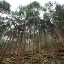 편백나무숲민박 이미지