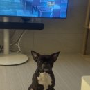 이개 내고양이 | [수원 정직한동물의료센터] 강아지 이개혈종 수술, 수술경과