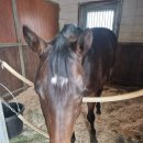 목포낙지감자탕 이미지