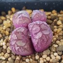 다상농장 이미지