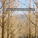 고향한정식 | 홍천 맛집 내돈내산 은행나무숲 오대산내고향 한정식 솔찍 후기