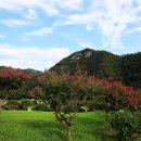 맹하지절의 병산서원과 체화정 배롱나무꽃 이미지