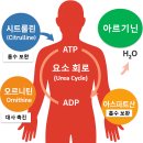아하 과학상식B 2 | 아르기닌 효과 제대로 보고 싶다면? 3가지만 보세요 (ft 팩트체크)