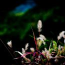 강아지풀 이미지