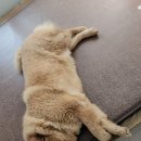 콜렌육십도 이미지