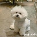 딩동댕치원 이미지