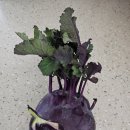 한경면 낙천리 아홉굿마을 | 협재10분 제주도 한경면 낙천리 조용한 전원마을 토지