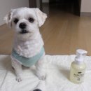 어메이징펫 이미지