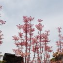 참죽나무 이미지