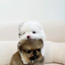 하이멍냥 강아지분양 고양이분양 서울본점 이미지