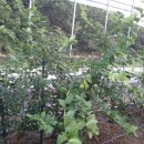 원영농장 이미지