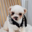 비바몽 이미지