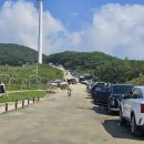 25년 6월 샤스타데이지 명소 강원도 평창 [육백마지기] 방문 후기 (+실시간 개화상태)