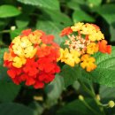 엑스포랜드 이미지