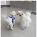 닥터팬더 동물병원 이미지