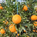 일과리-1 이미지