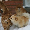 나의 강아지에게 이미지