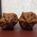 귀족호도 이미지