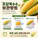 직접 재배한 100% 제주산 탐나는현이네 초당옥수수 미니 특품 후기 (ft. 미니밤단호박 리뷰)