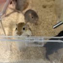 햄스터 분양 햄스터월드 이미지