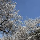 세븐일레븐 정발산삼라점 네이버블로그