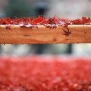 강아지이야기 이미지