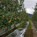 재수 농장 이미지