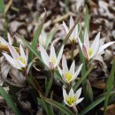 산자고(山慈姑) ‘자애로운 시어머니‘Tulipa edulis (Miq.) Baker 이미지