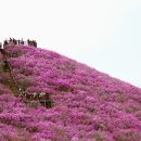 천주산 진달래 풍경 이미지